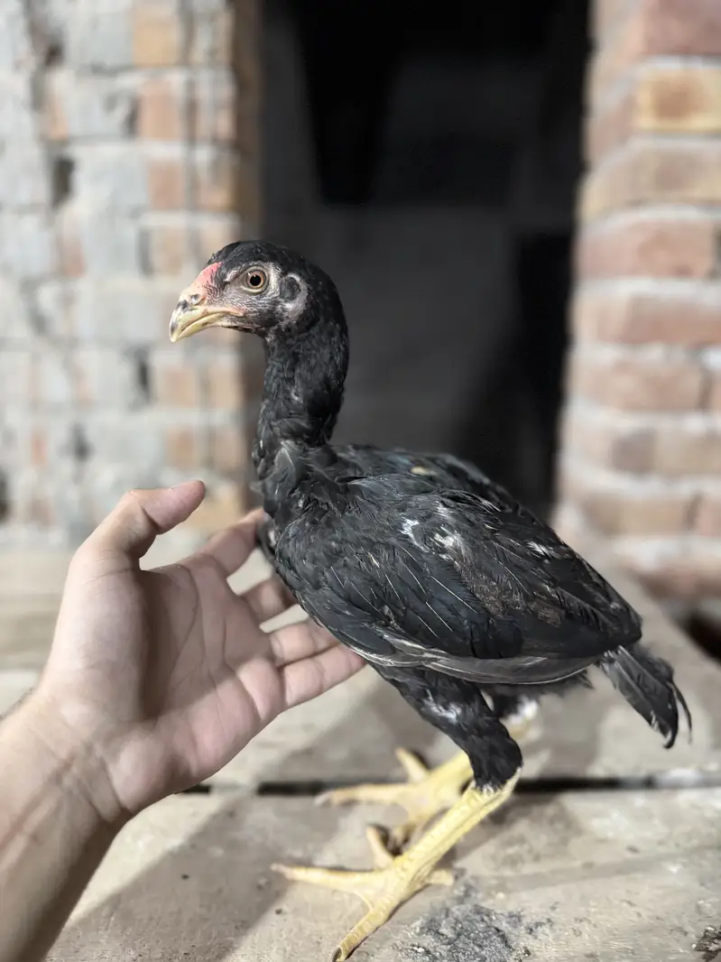 Aseel Chicks For sale — photo 11