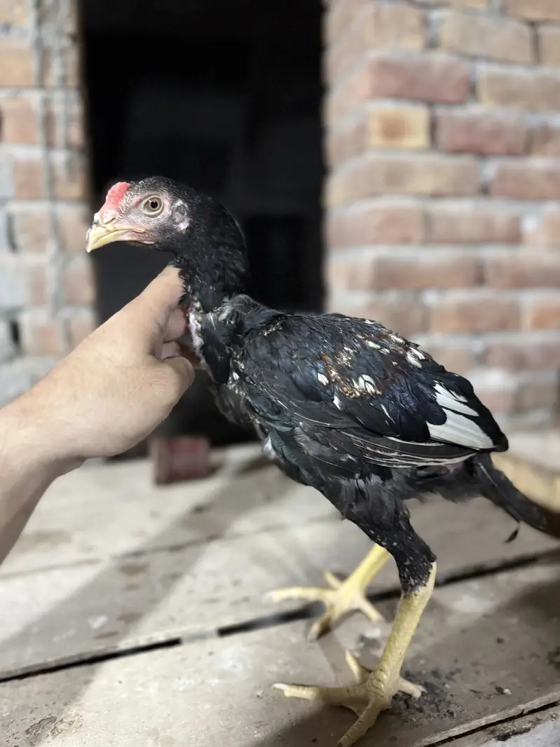 Aseel Chicks For sale — photo 12