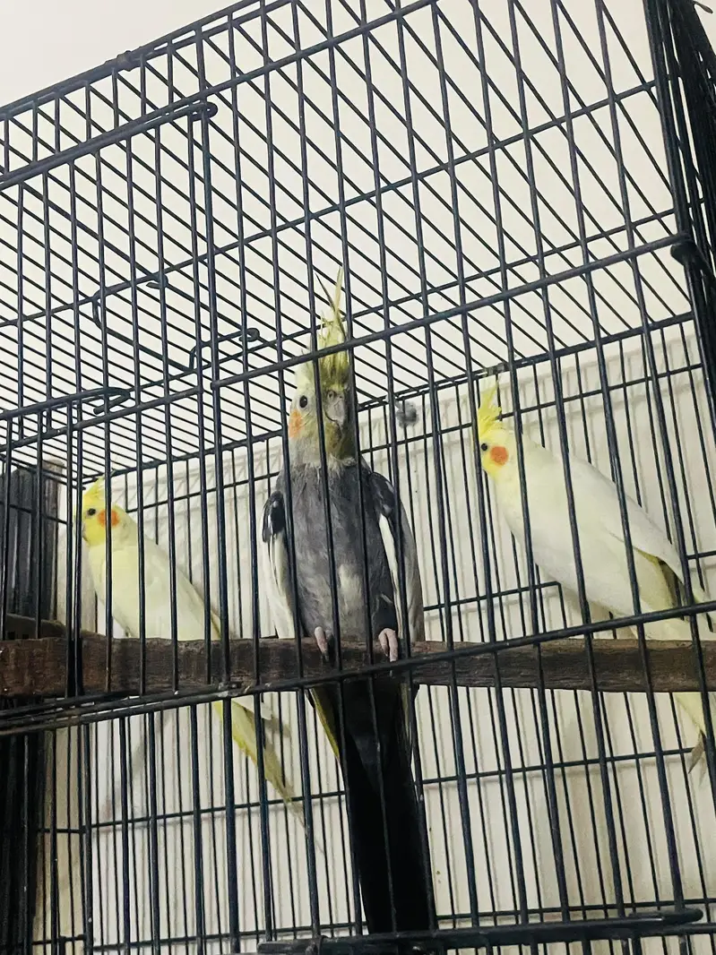 1 male 2 female having good color with good voice — photo 4