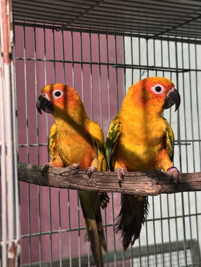 Sun Conure Breeding pair