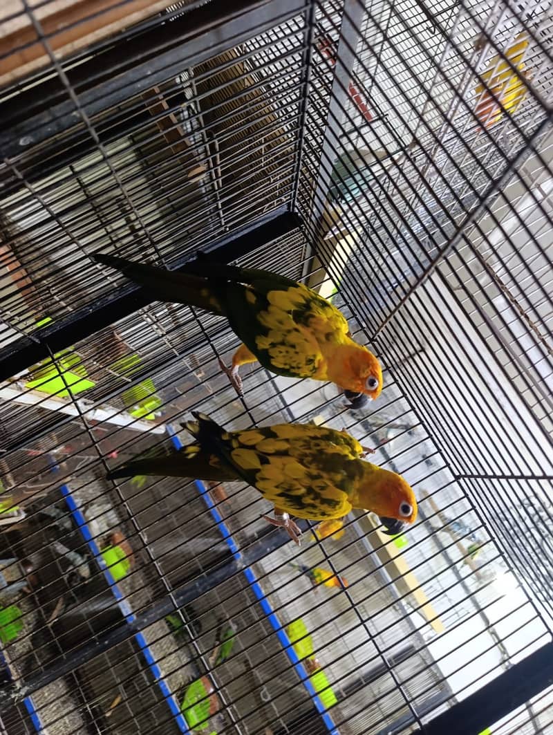 Sun Conure Breeding pair 1