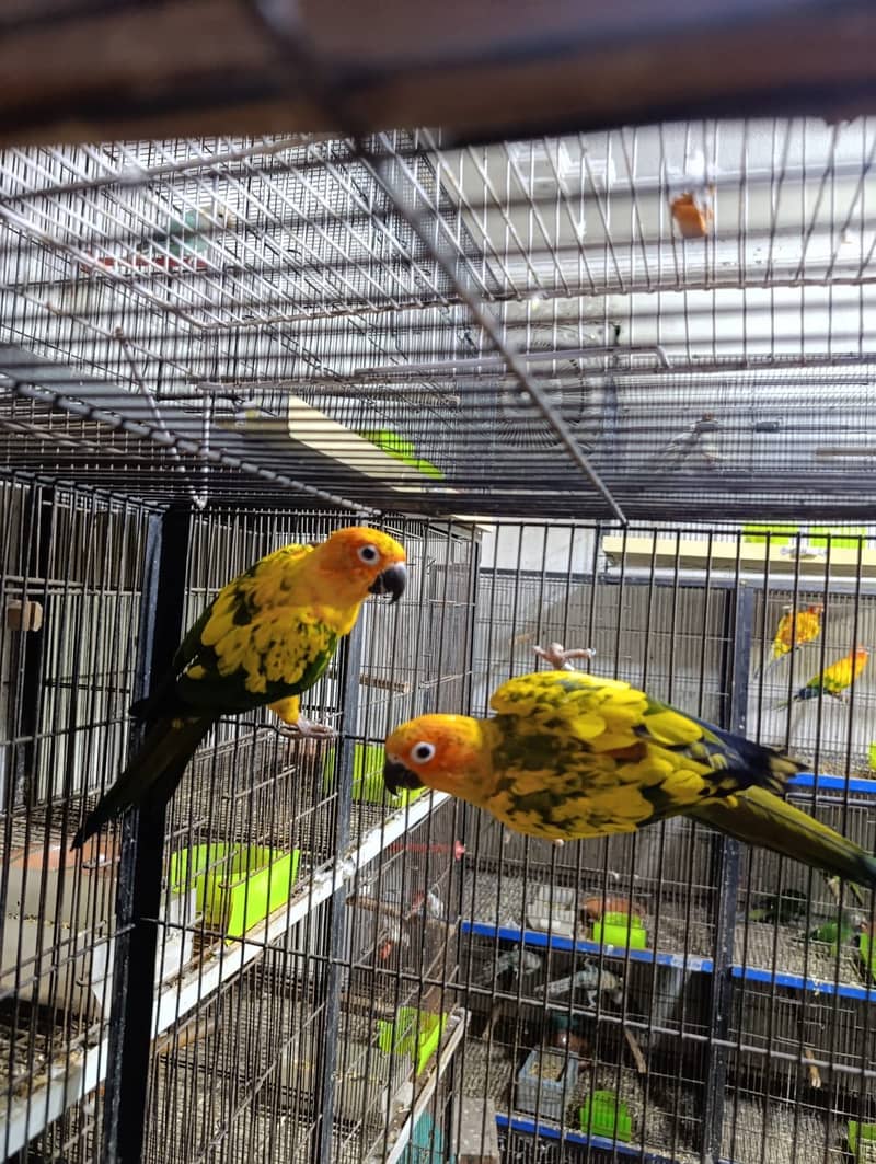 Sun Conure Breeding pair 2