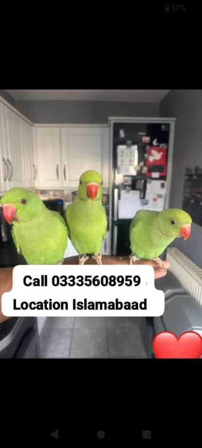 Single 5,500 Hand Tamed Friendly Green Ring Neck Parrot's Male/Female