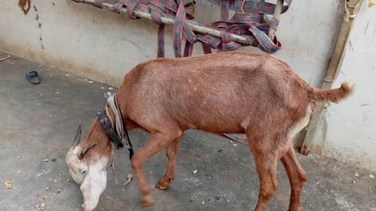 desi bakri