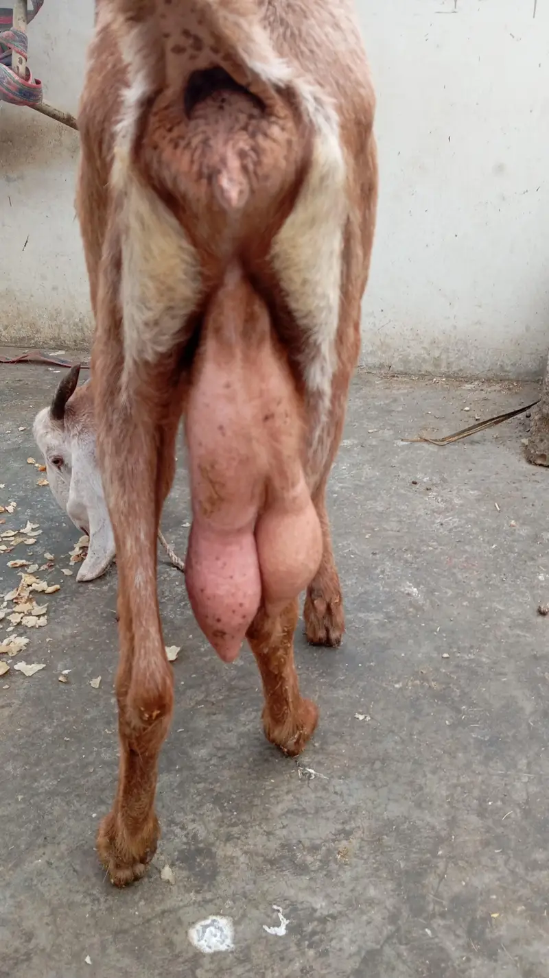 desi bakri — photo 2