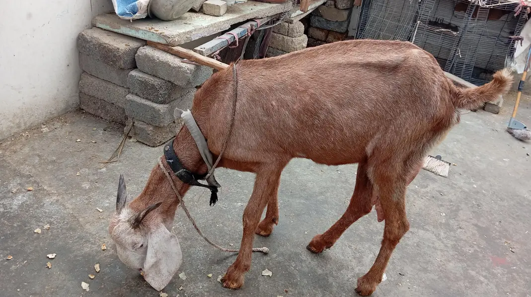 desi bakri — photo 3
