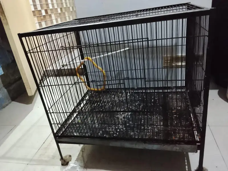Birds Cage Used 9/10 Condition — photo 3