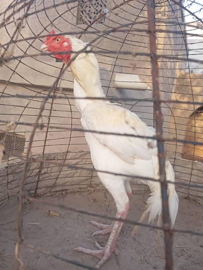 only male aseel murga for sale