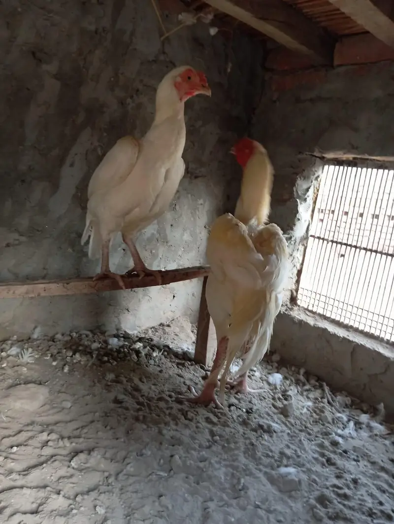 only male aseel murga for sale — photo 3