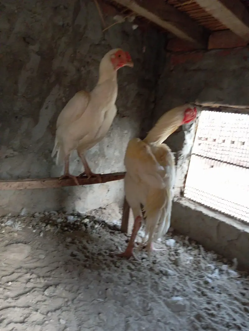 only male aseel murga for sale — photo 4