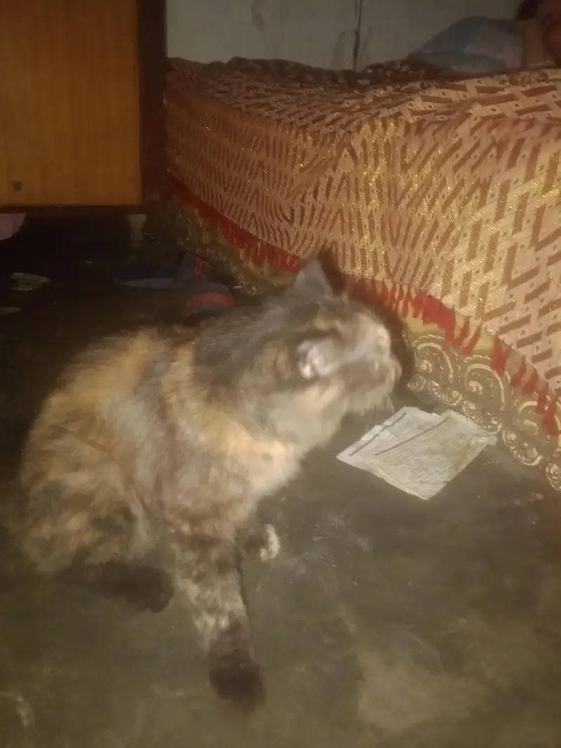 age nai pata kitni ha — photo 2
