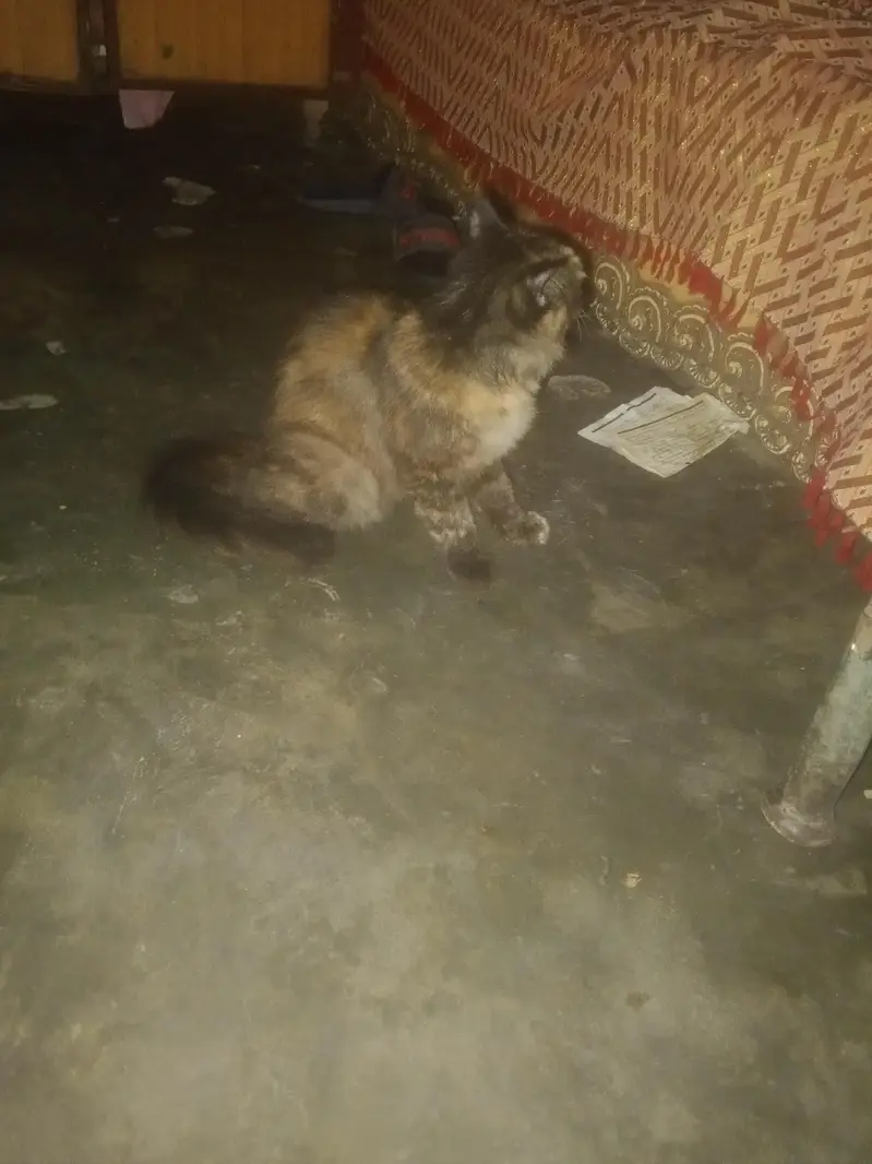 age nai pata kitni ha — photo 4