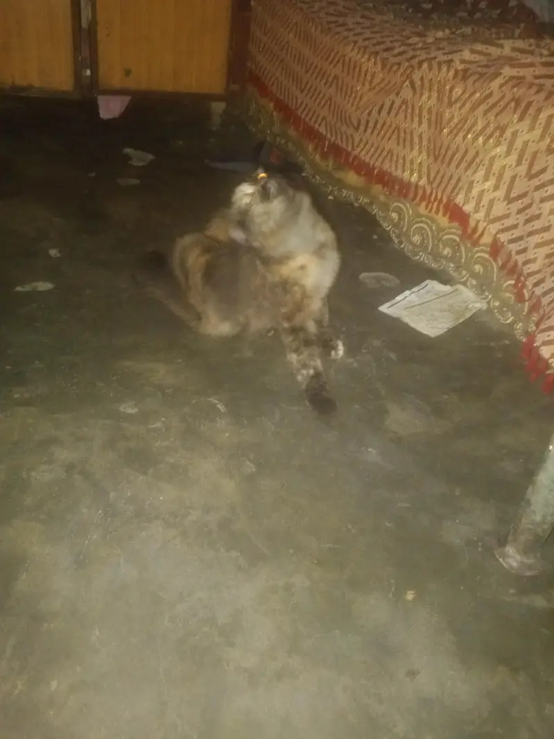 age nai pata kitni ha — photo 5