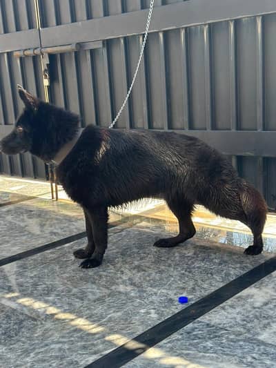 Black German Shepherd female