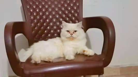 Pure Persian More then Triple Coated Male for matting