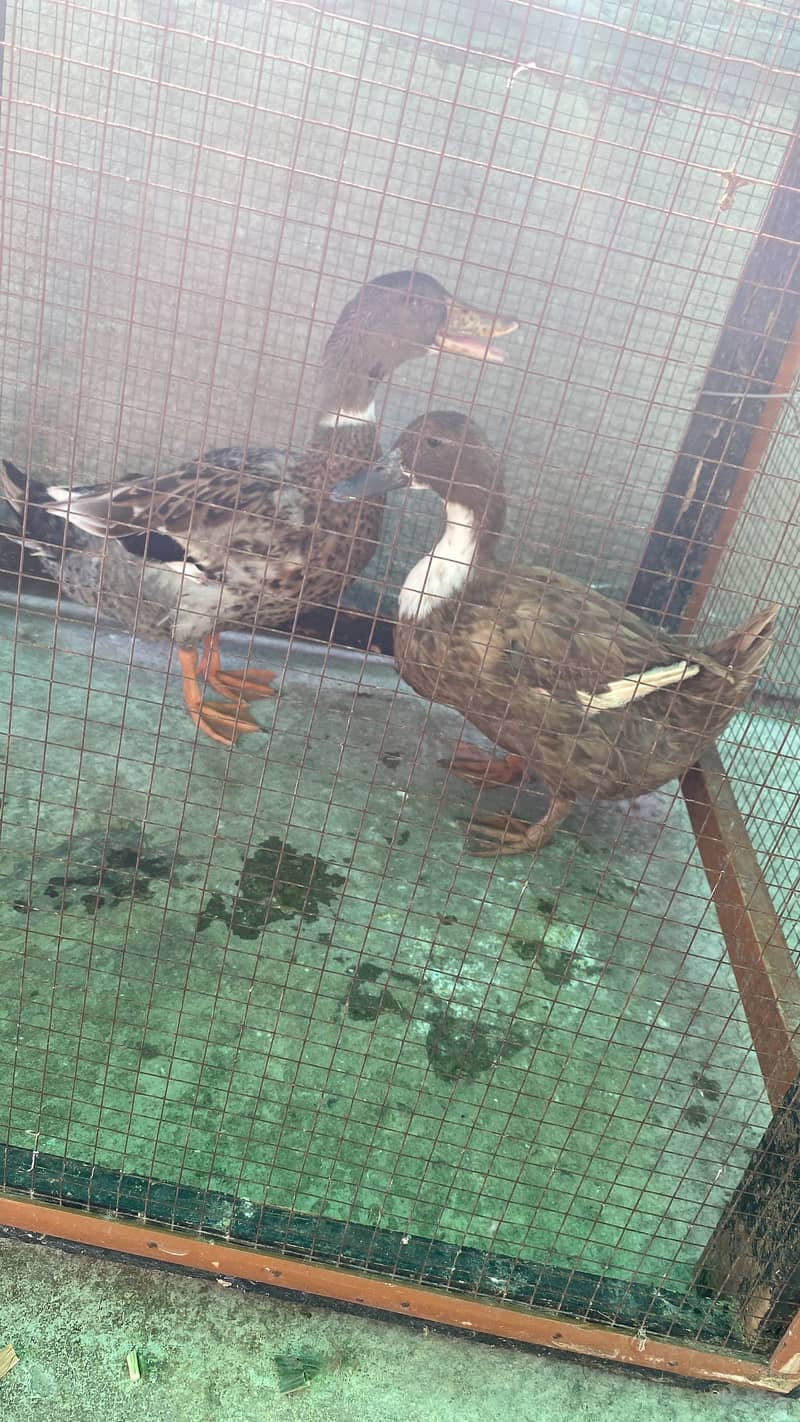 Duck Pair 0