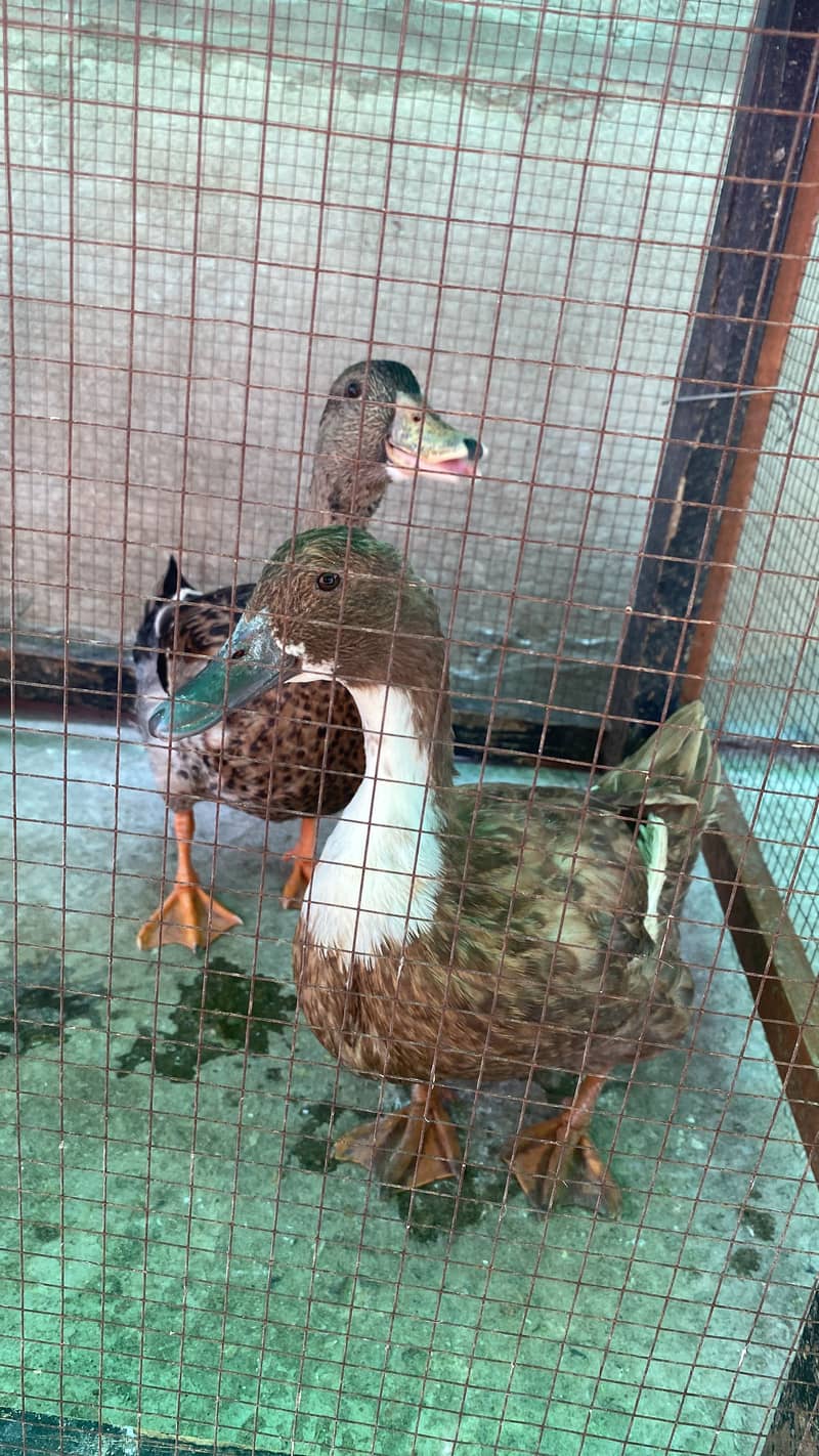 Duck Pair 1