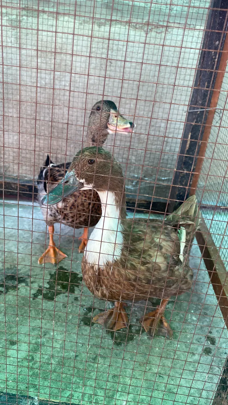 Duck Pair — photo 2