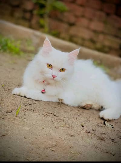 Beautiful  pair of Persian Cats for Sale – Healthy & Adorable