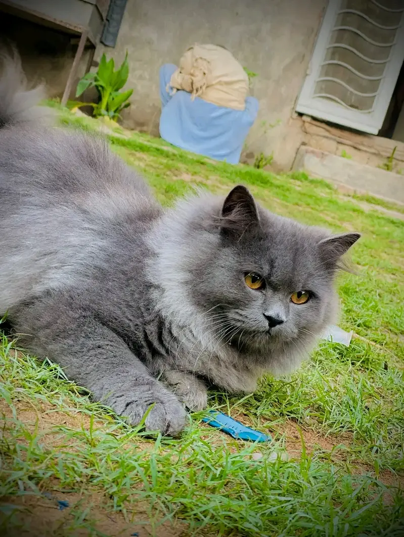 Beautiful  pair of Persian Cats for Sale – Healthy & Adorable — photo 2
