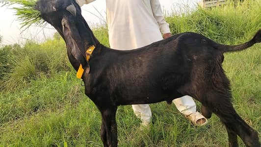 FOR SALE 4 PATH AK BAKRI OR AK BAREEDR