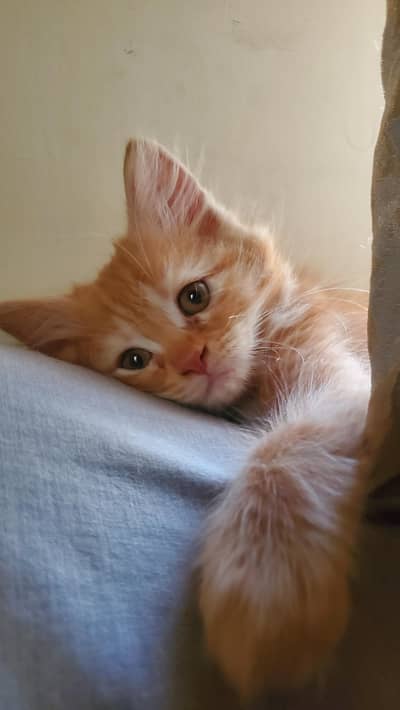 4 Month Old Persian Kitten
