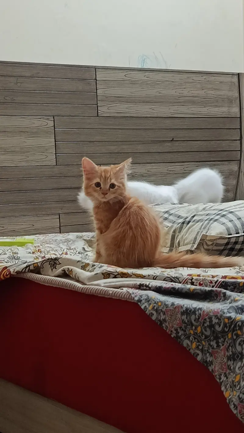 4 Month Old Persian Kitten — photo 2