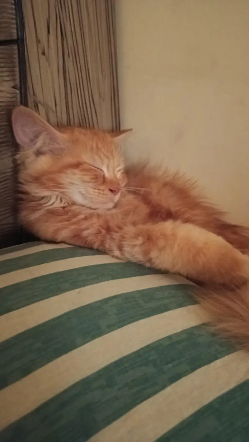 4 Month Old Persian Kitten — photo 3