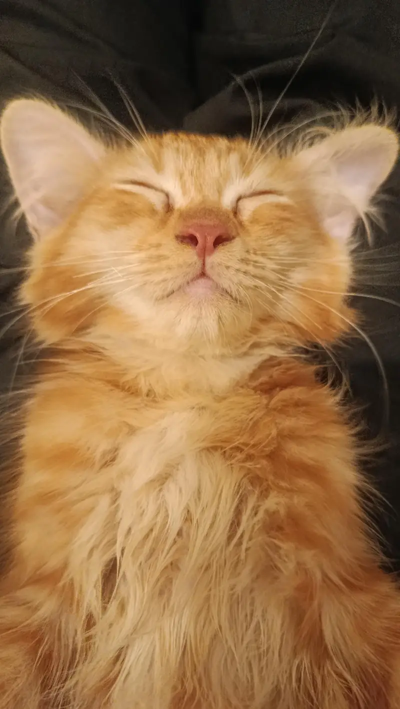 4 Month Old Persian Kitten — photo 4