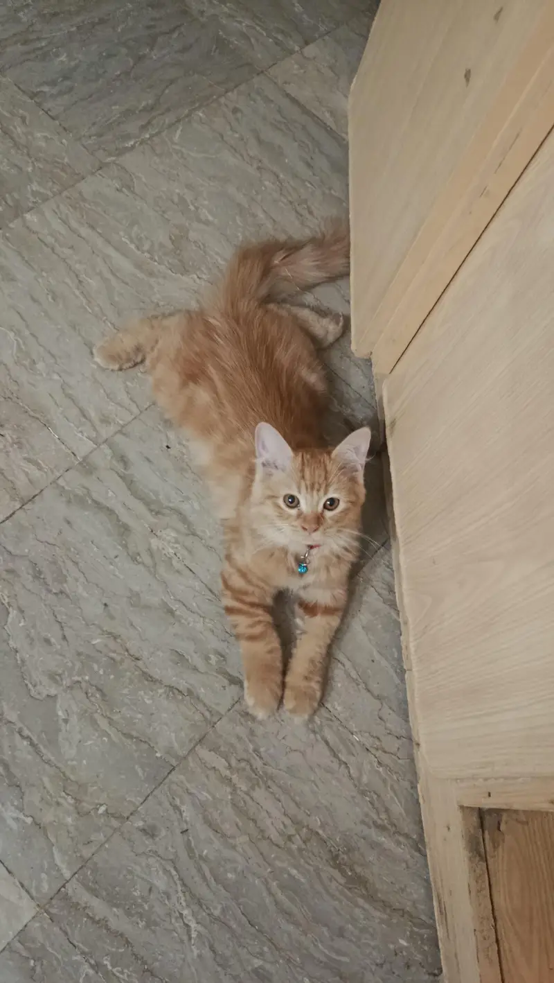 4 Month Old Persian Kitten — photo 5