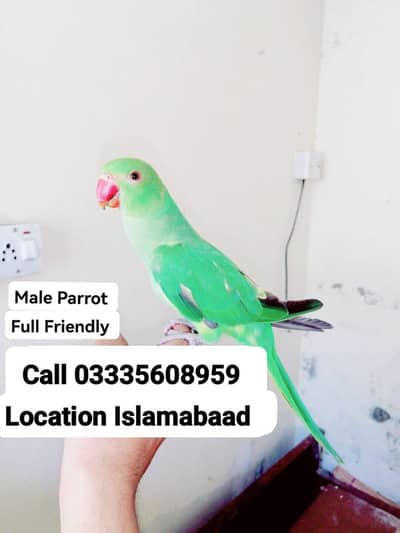 Hand Tamed Full Friendly Green Ring Neck Male Parrot Jumbo Size