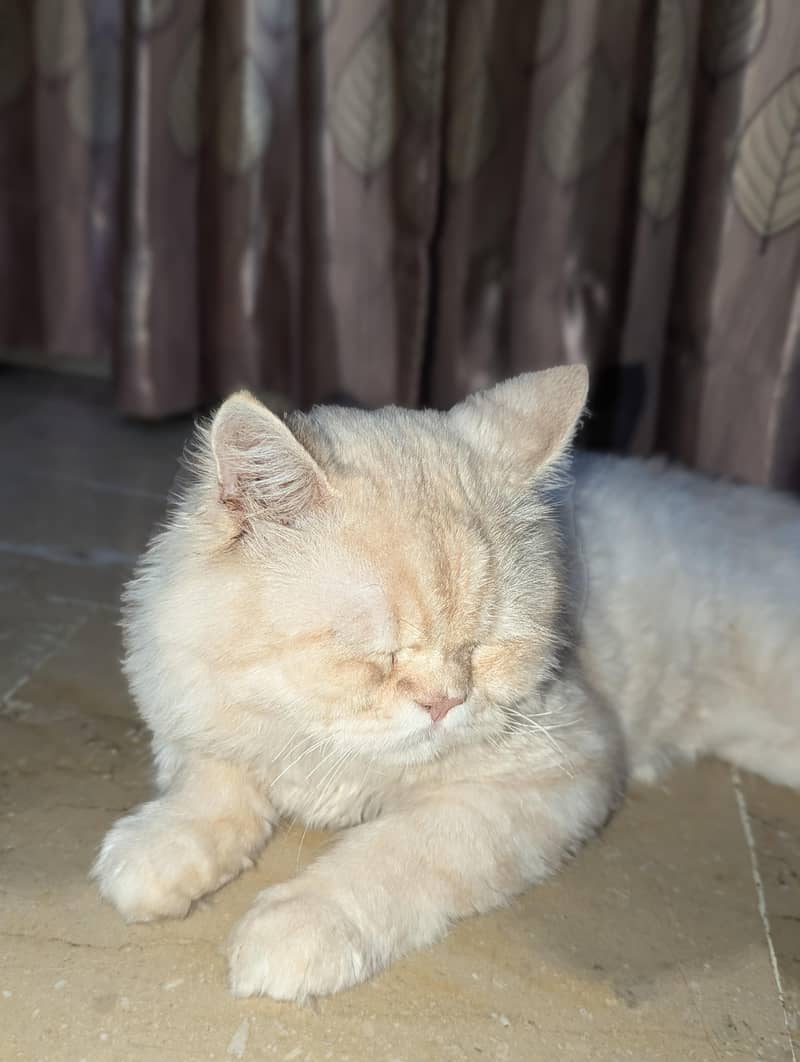 billa 1