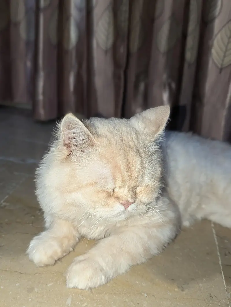 billa — photo 2