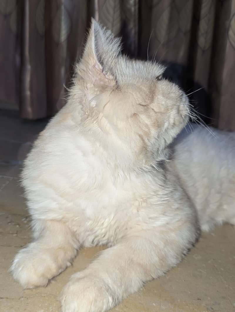 billa 2