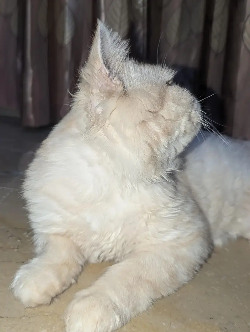 billa — photo 3
