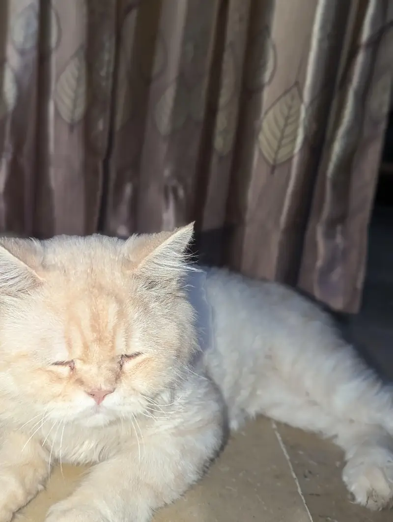 billa — photo 4