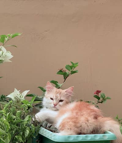 ONE MOTHER CAT AND ONE KITTEN AVAILABLE FOR SELL