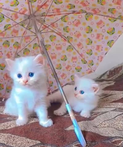 Cute 2 Months Old Kittens Available 