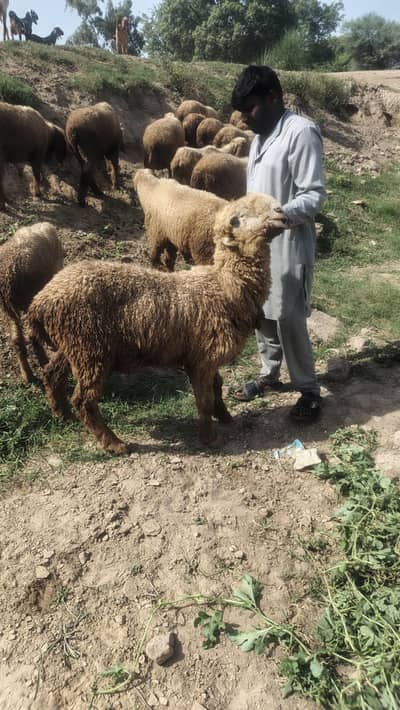 Mundra Ghar k pale hue organic 4