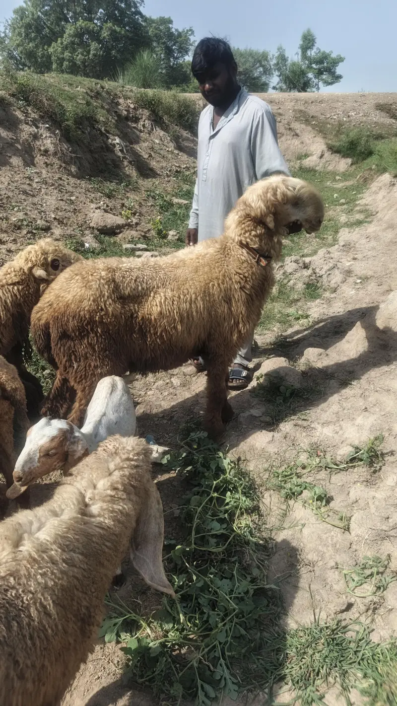 Mundra Ghar k pale hue organic 4 — photo 2
