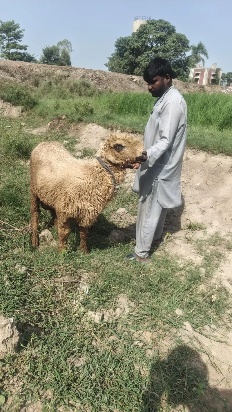 Mundra Ghar k pale hue organic 4 — photo 3