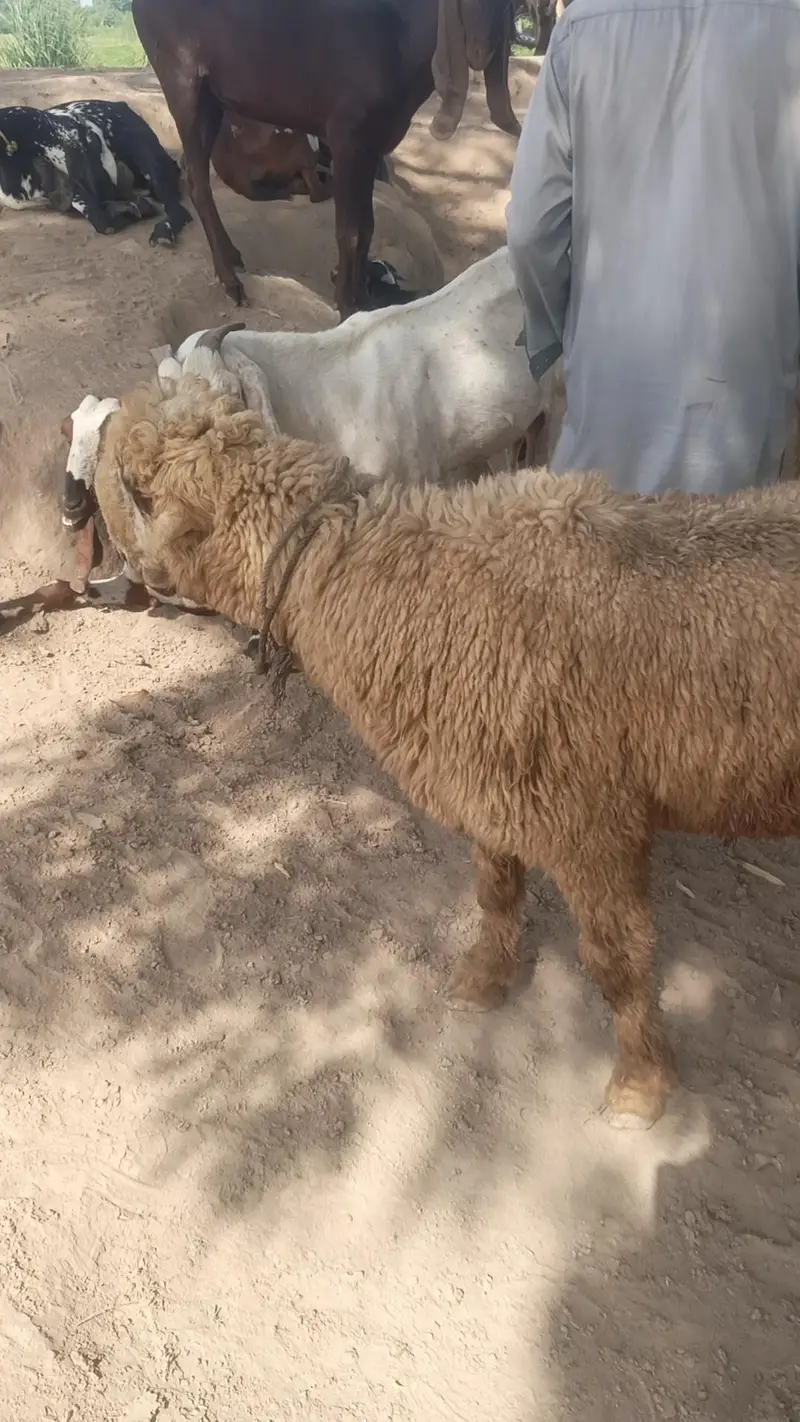 Mundra Ghar k pale hue organic 4 — photo 6
