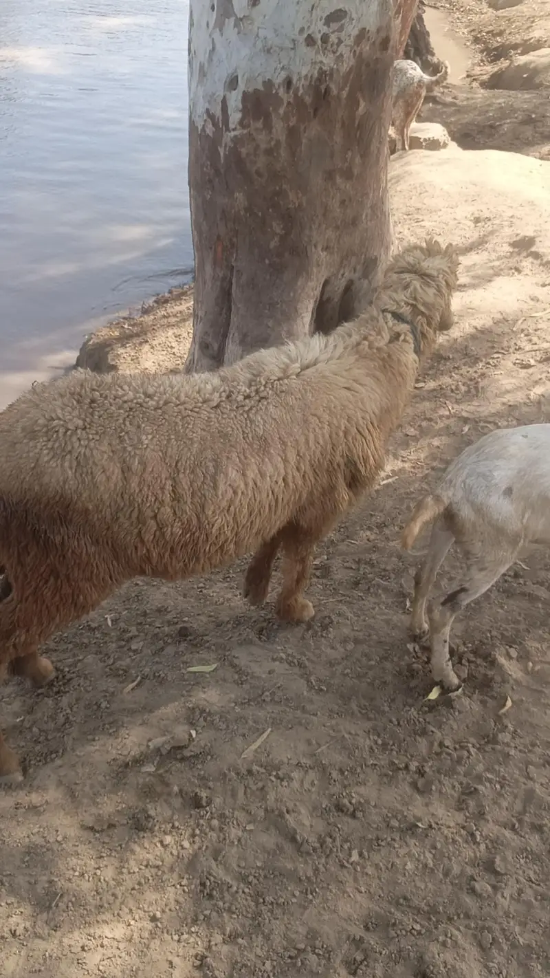 Mundra Ghar k pale hue organic 4 — photo 7
