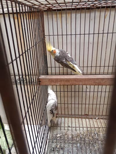 cocktail breeder pair