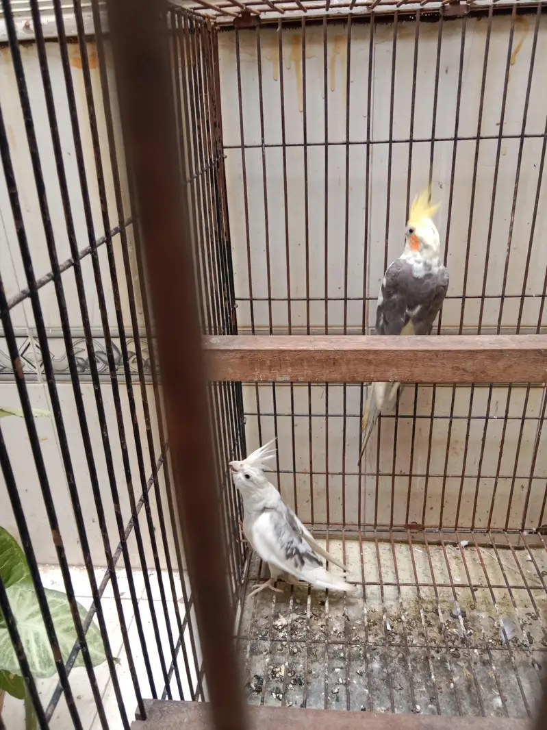 cocktail breeder pair — photo 2