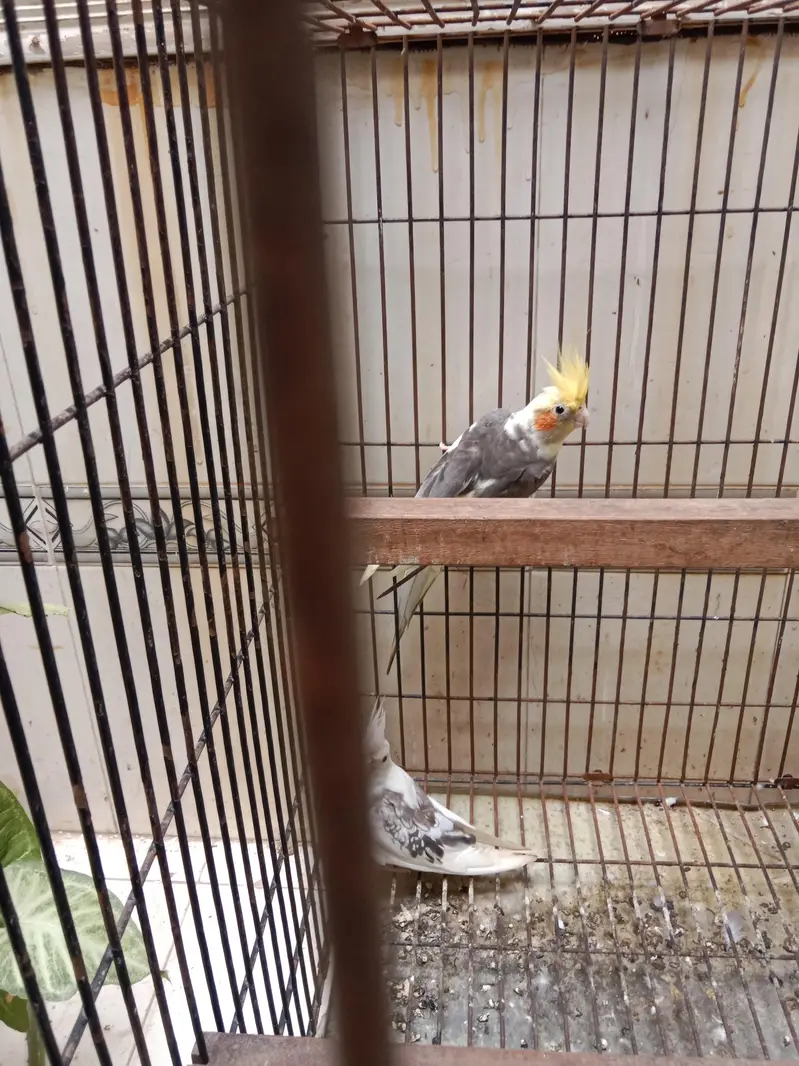cocktail breeder pair — photo 3