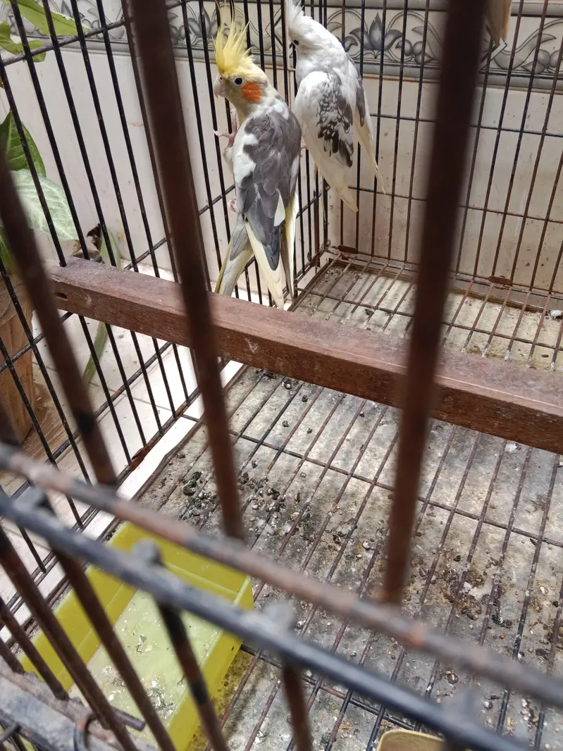 cocktail breeder pair — photo 4