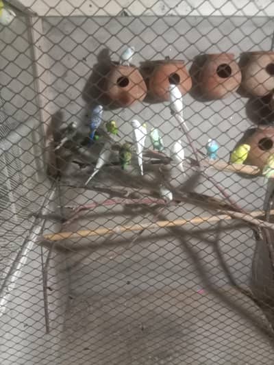 cocktail breeder pair