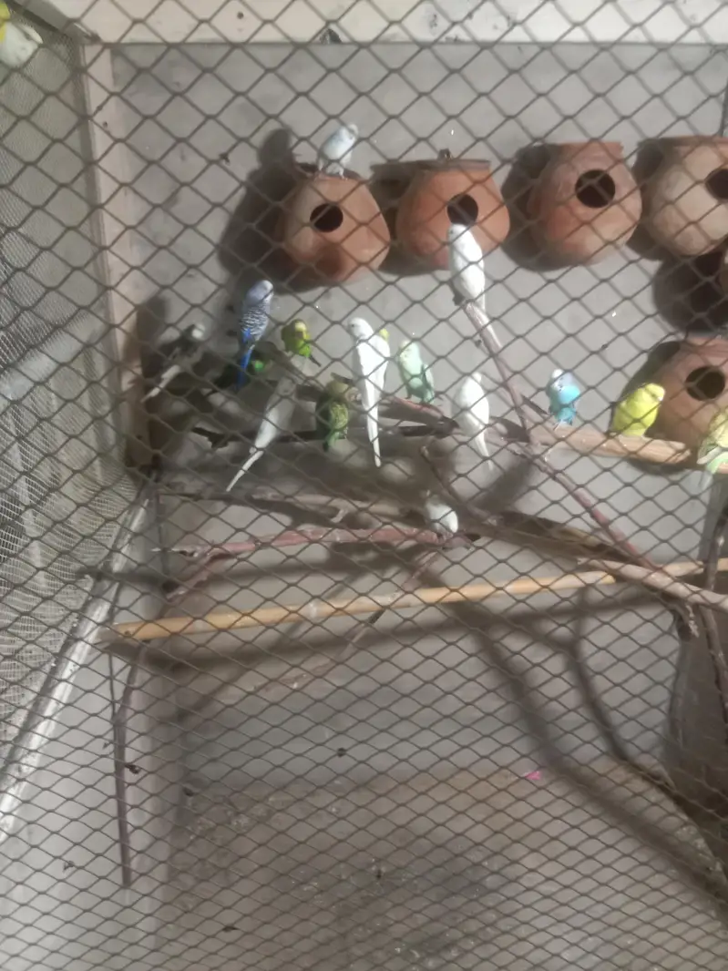 cocktail breeder pair — photo 5