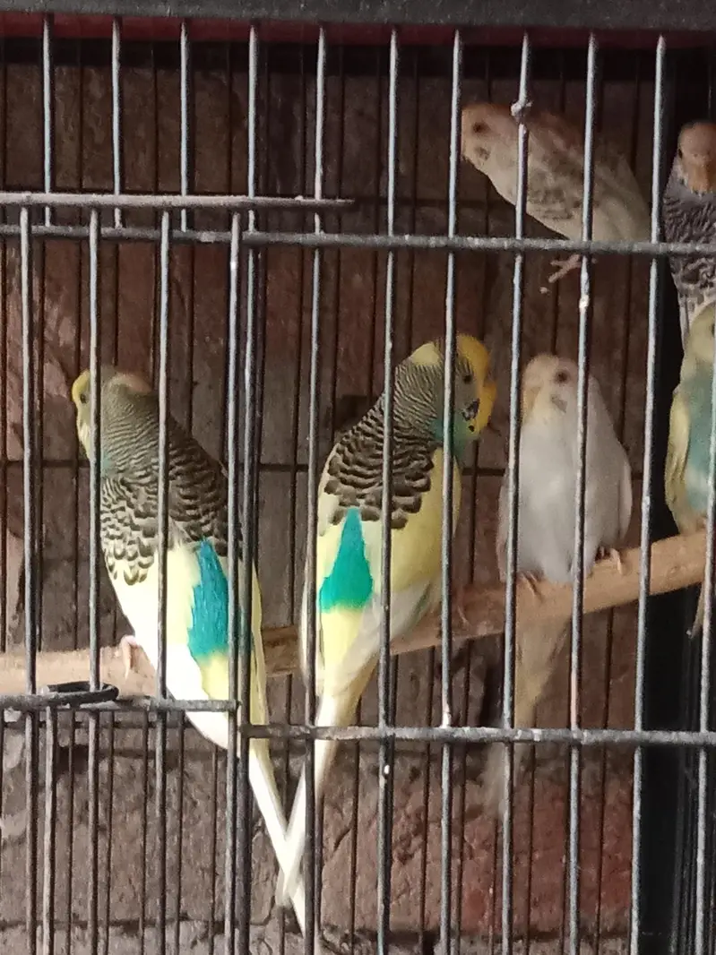 cocktail breeder pair — photo 6